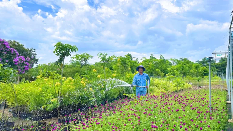 Ươm mầm màu xanh